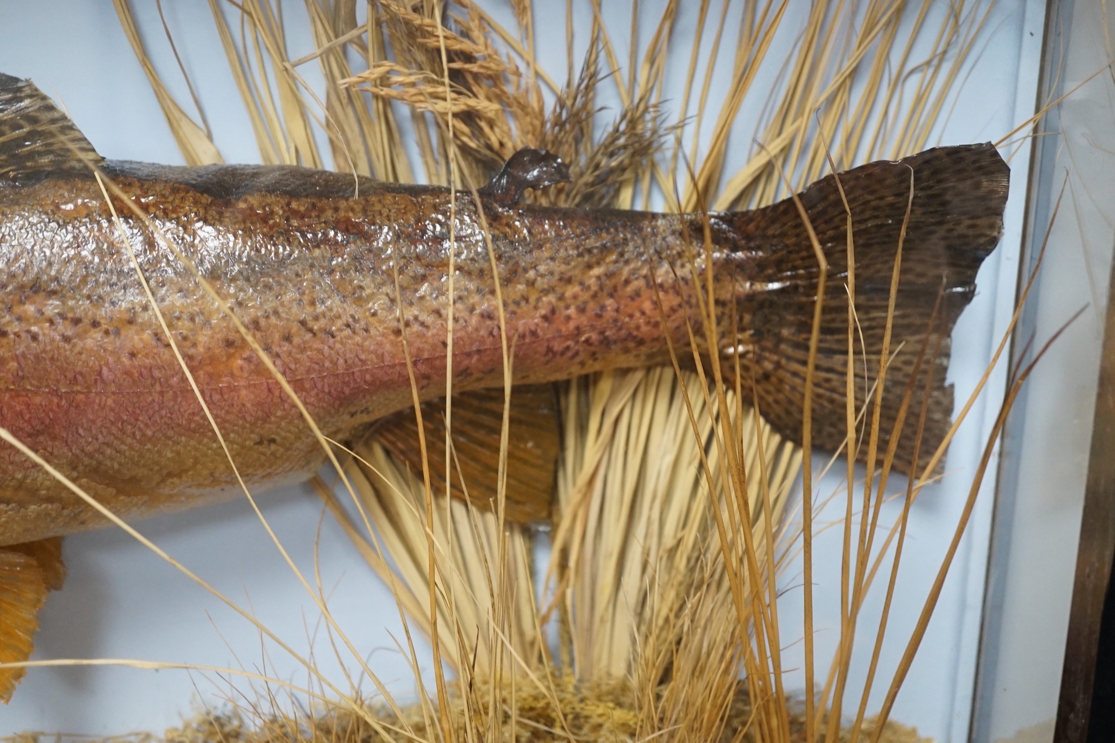 A cased taxidermic trout in glazed case, label reads ‘TROUT 9lbs 4oz. Bala Lake Oct 12th 1941’ case 69cm long, height 46cm